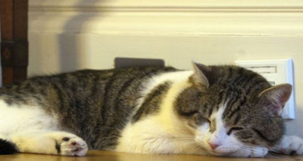 Знаменитому коту Ларри запретили входить в британское министерство иностранных дел