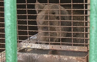 Защитники животных хотят увезти Машку в медвежий рай в Закарпатье