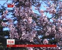 Весна пришла: в Крыму уже зацвел миндаль