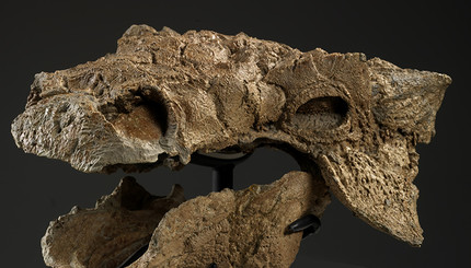 Нового динозавра назвали Zuul crurivastator