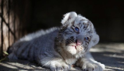 Новорожденный белый сибирский тигренок