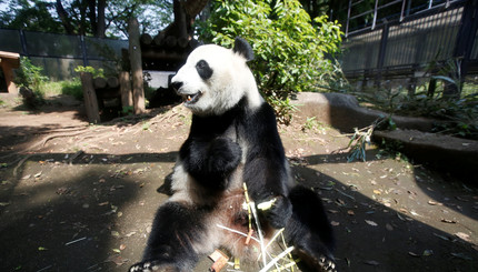 В Японском зоопарке забеременела гигантская панда