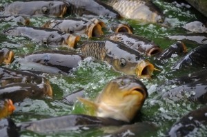 Рыбу в Днепре защитят от паводков