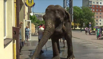 В Черновцах мыли слона на автомойке