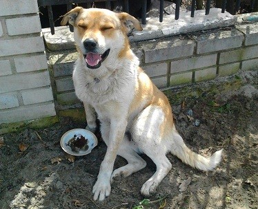 В Киеве чудом выживший пес ищет новый дом