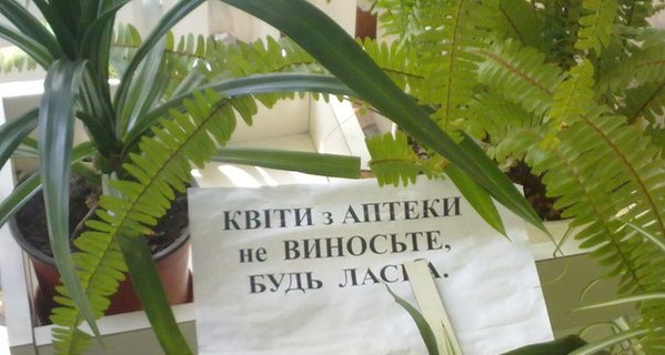 Киевские аптекари: хватит воровать у нас цветы!