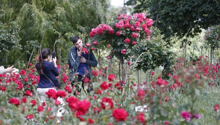 В Ботаническом саду Киева, расцвели тысячи роз.