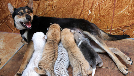 Собака кормит четырех новорожденных тигрят