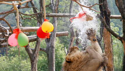 Лев играет с воздушными шарами