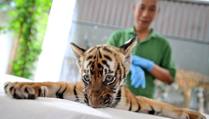Южно-Китайский тигренок на приеме у ветеринара