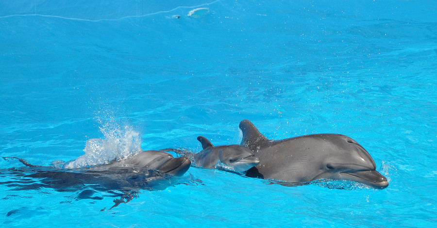 В Одесском дельфинарии родился 30-килограммовый дельфиненок