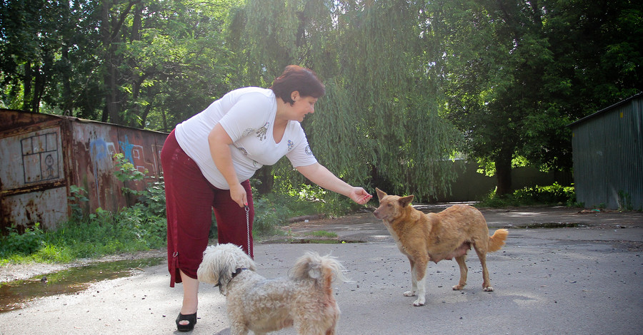 В Киеве началась новая волна отравления собак