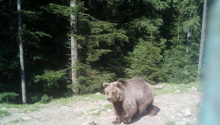Из тесной клетки в горы: днепровская медведицу Ляля впервые попала на волю