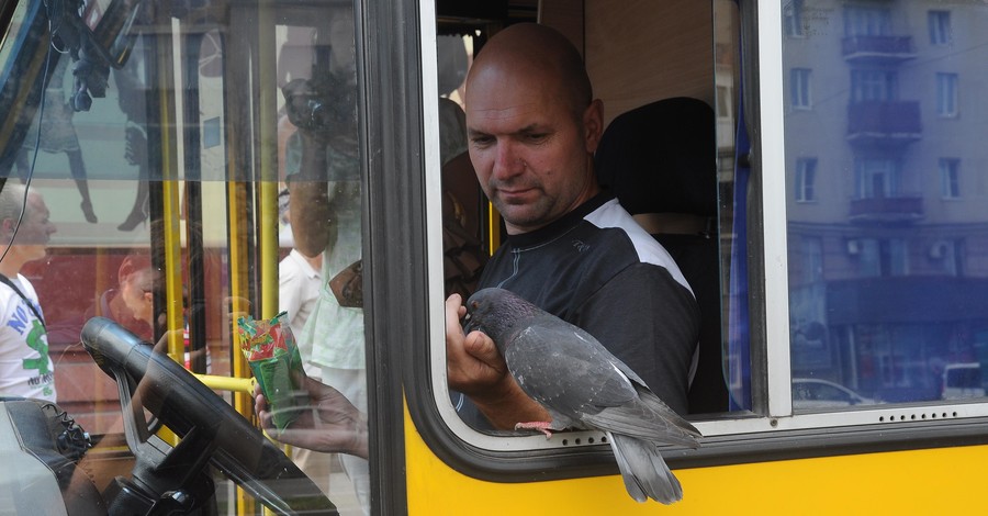 В запорожских маршрутках ездят голуби-попрошайки
