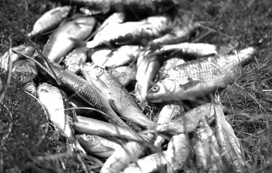 Под Харьковом массово гибнет рыба?