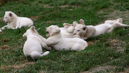 В Чешском зоопарке на свет появились сразу пять белых львят.