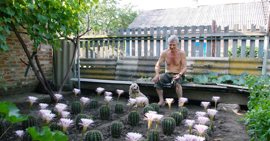 В Бердянске у пенсионера во дворе одновременно зацвели 40 кактусов