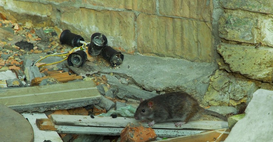 Столичные дома атакуют крысы