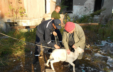 Львовские спасатели вызволили из колодца козу