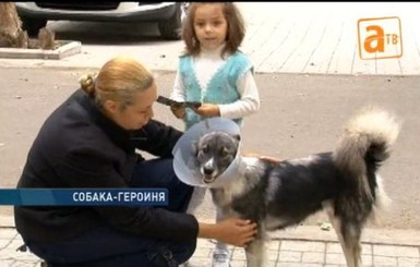 Под Одессой собака спасла хозяйку от пули, закрыв ее своим телом