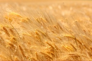 Рекордный урожай зерновых стабилизирует цены – эксперт