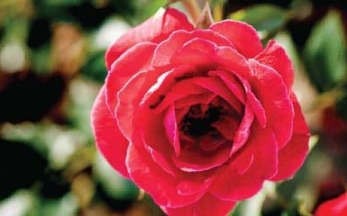 Голландские цветоводы назовут в честь Донецка розу со сверхспособностями
