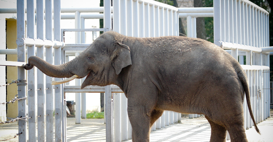 Ростовский зоопарк решил  не забирать слона Хораса за долги