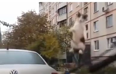 Летающий украинский кот покорил пользователей YouTube 