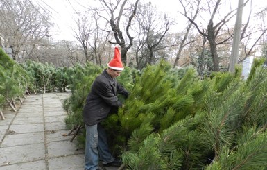 В Крыму начали заготовку новогодних деревьев