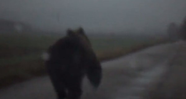 В Башкирии водители засняли на видео бегущего по дороге медведя