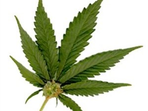 Колорадо стал первым штатом США, где стали открыто продавать марихуану