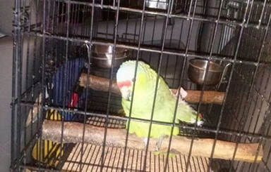 В Мексике попугай сообщил в полицию, что его хозяин напился