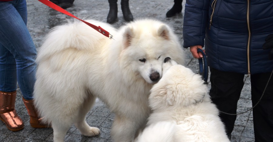 По центру Киева пронеслась стая северных псов 