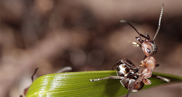 На МКС доставили колонию муравьев для научных экспериментов