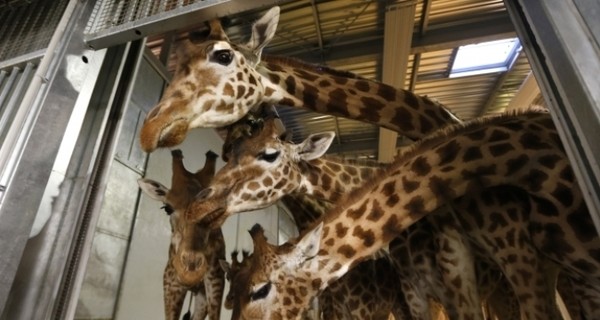 В датском зоопарке жирафа Мариуса умертвили, несмотря на просьбы людей