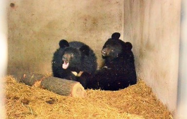 Как зимуют медведи в киевском зоопарке