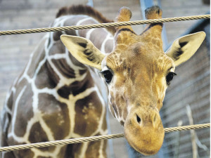 Убитого датского жирафа хотели приютить в Крыму 
