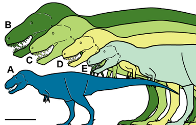 В Австралии нашли маленького семиметрового тираннозавра