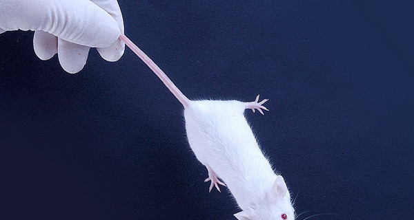Российские ученые: Ген мыши спасет шахтеров от токсинов