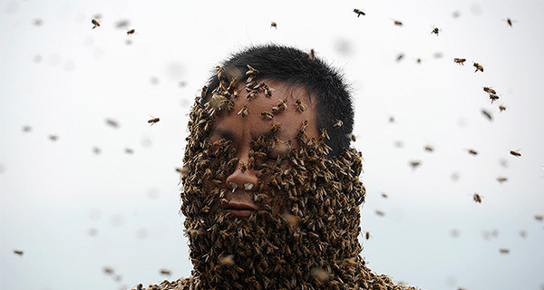 Китайский фермер покрыл себя почти полумиллионом пчел