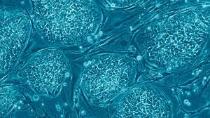 Ученым впервые удалось получить стволовые клетки из клеток кожи взрослого человека