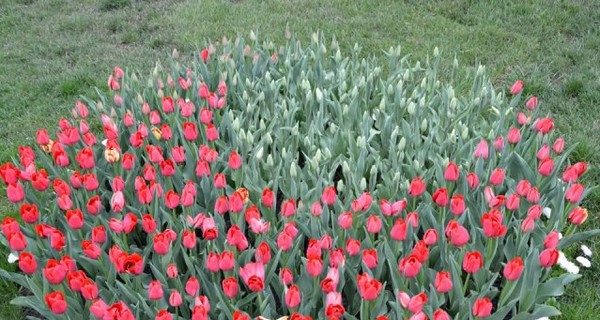 В Киеве в виде капель расцвели 300 тысяч тюльпанов
