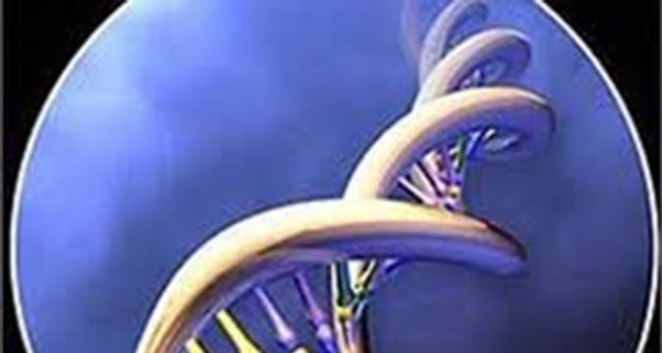 Ученые создали живой организм с ДНК, имеющей три пары оснований