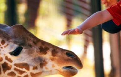 В киевском зоопарке сделают голову жирафа