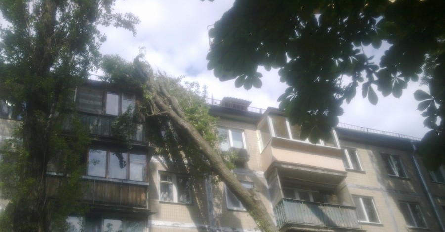 В Киеве на жилой дом упало дерево