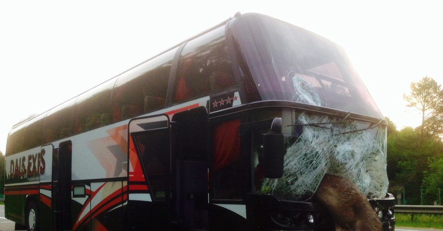 На трассе Киев-Минск рейсовый автобус сбил лося