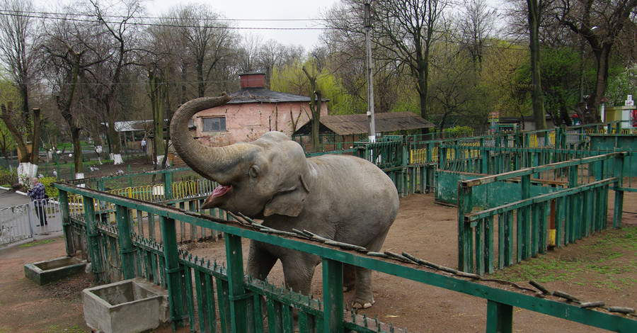 Четыре хобота Украины: ревизия слонов в стране