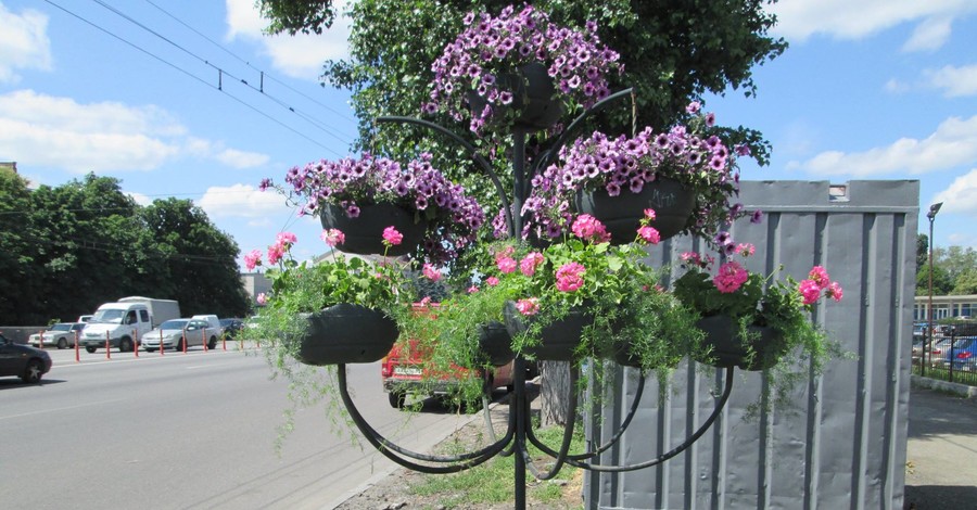 С киевских улиц безнаказанно воруют сотни цветов