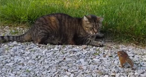 Видео с котом и бурундуком взорвало Интернет