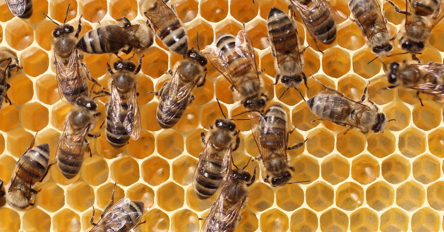 Пасечника в Киевской области искусали полсотни пчел